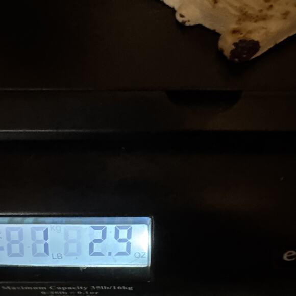 Vintage Cast Iron Cat Wall Hook Key Coat Hanger Rustic White Rusty Patina - Picture 12 of 12